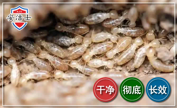绍兴白蚁防治