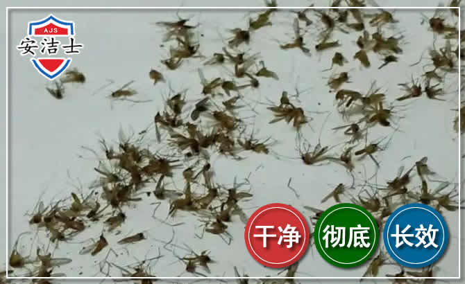 绍兴苍蝇防治-灭蝇
