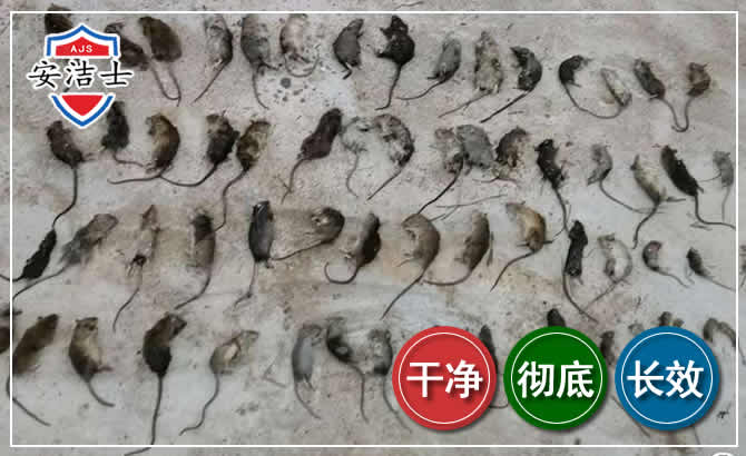绍兴鼠害防治-灭鼠