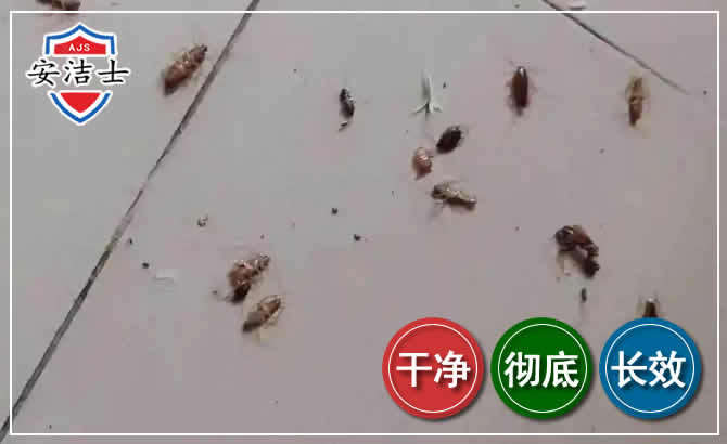绍兴蟑螂防治-灭蟑螂