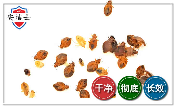 绍兴臭虫防治-消灭臭虫